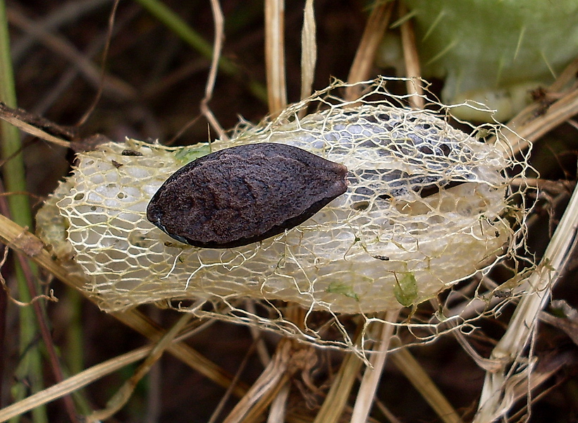 Изображение особи Echinocystis lobata.