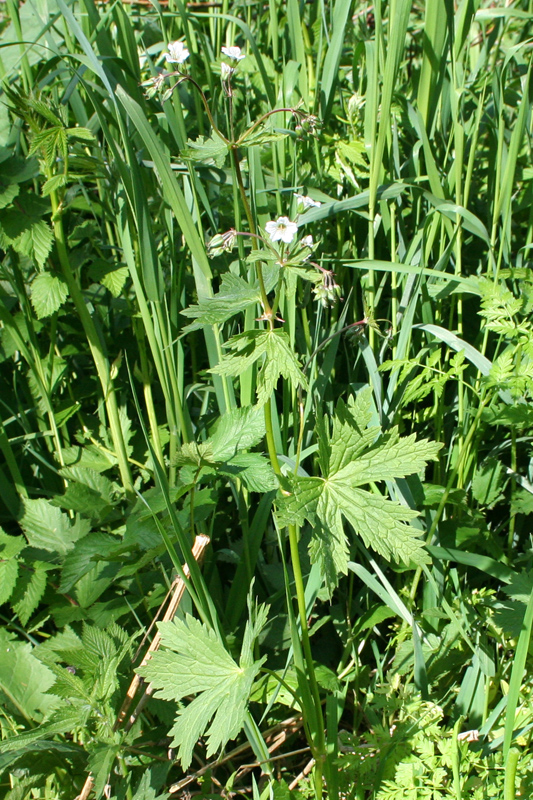 Image of Geranium albiflorum specimen.