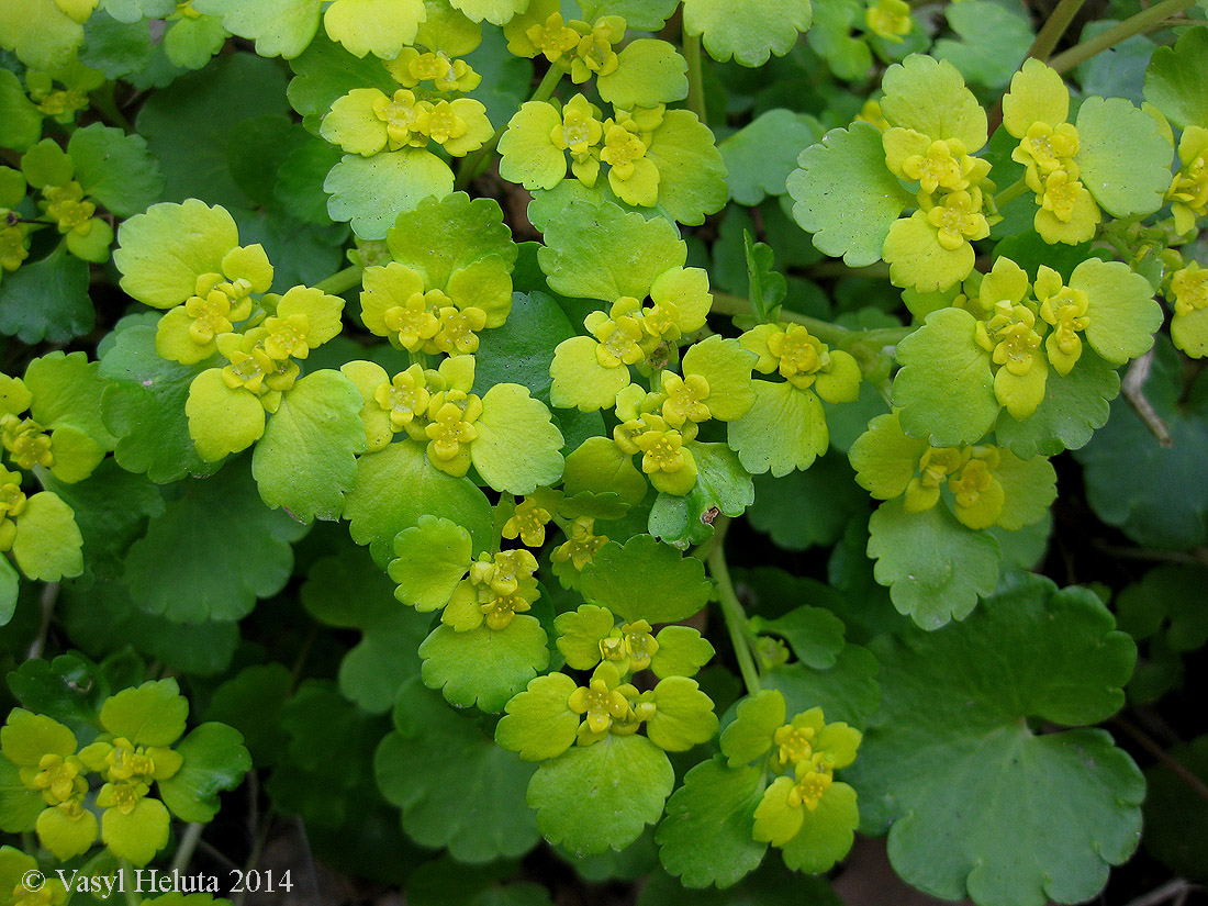 Изображение особи Chrysosplenium alternifolium.