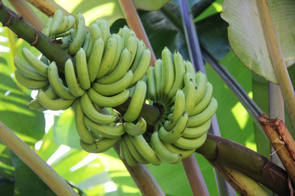 Image of Musa acuminata specimen.