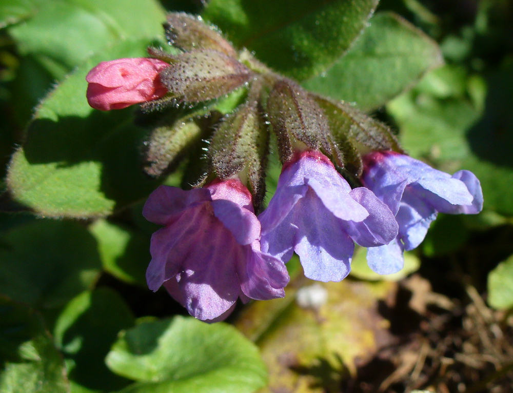 Image of Pulmonaria obscura specimen.