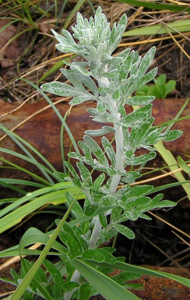 Изображение особи Artemisia stelleriana.