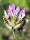 Astragalus ugamicus