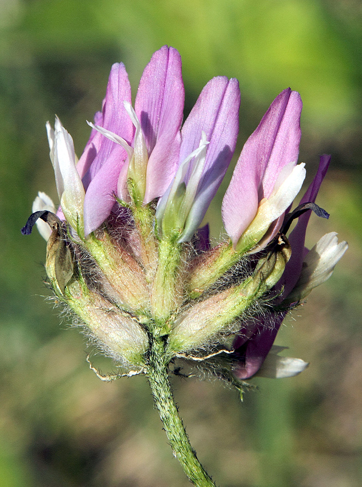 Изображение особи Astragalus ugamicus.