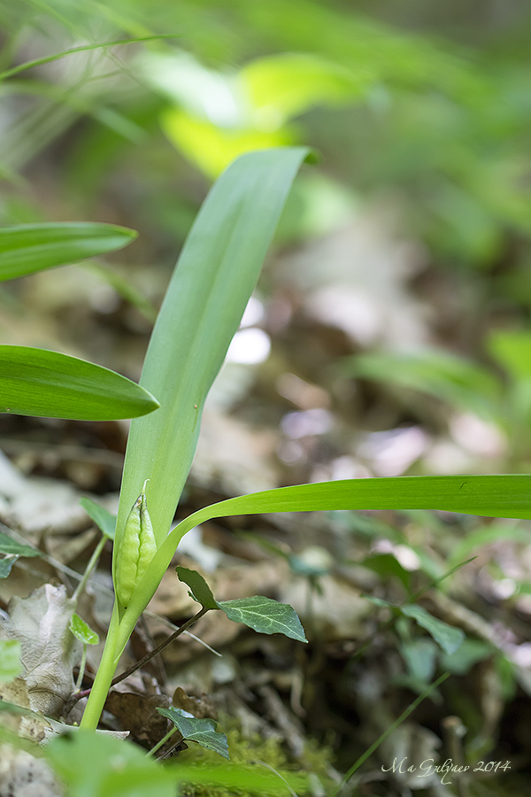 Image of Colchicum umbrosum specimen.