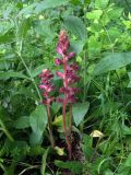 Orobanche laxissima