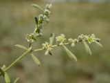 Herniaria разновидность angustifolia