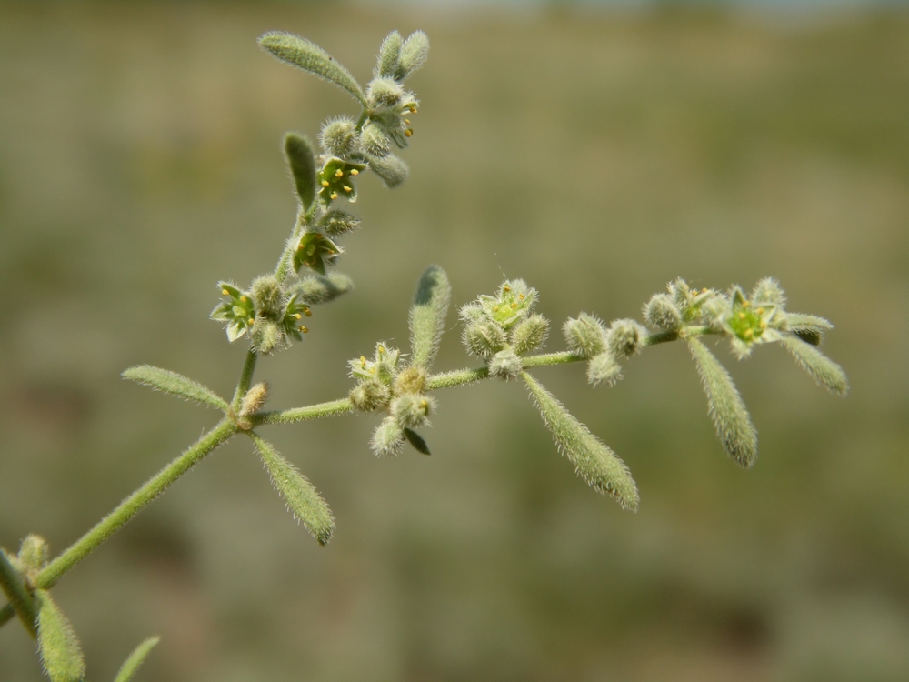 Изображение особи Herniaria incana var. angustifolia.