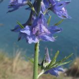 Delphinium schmalhausenii. Часть соцветия. Краснодарский край, м/о г. Новороссийск, окр. пос. Абрау, гора Круглая, кромка обрыва над морем. 13.06.2014.