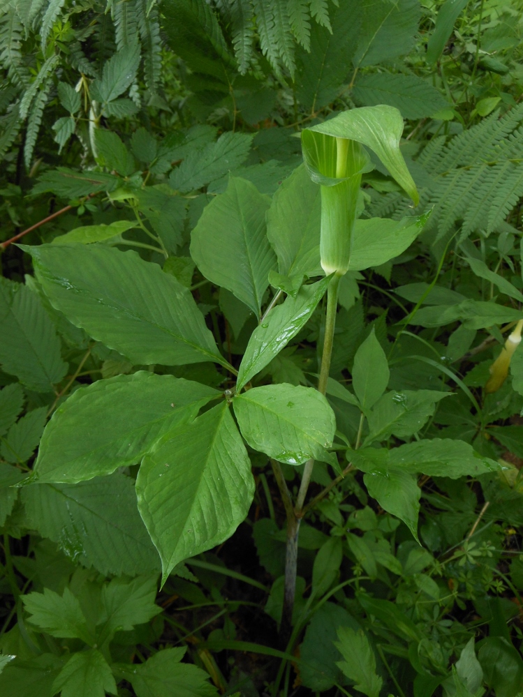 Изображение особи Arisaema peninsulae.