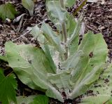 Verbascum pulverulentum. Листовая розетка и основание генеративного побега. Германия, г. Дюссельдорф, Ботанический сад университета. 02.06.2014.