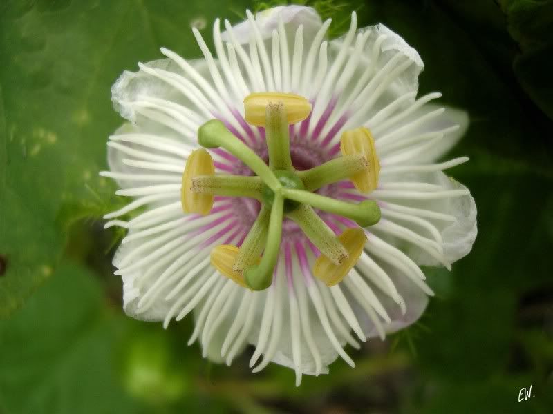 Image of Passiflora foetida specimen.