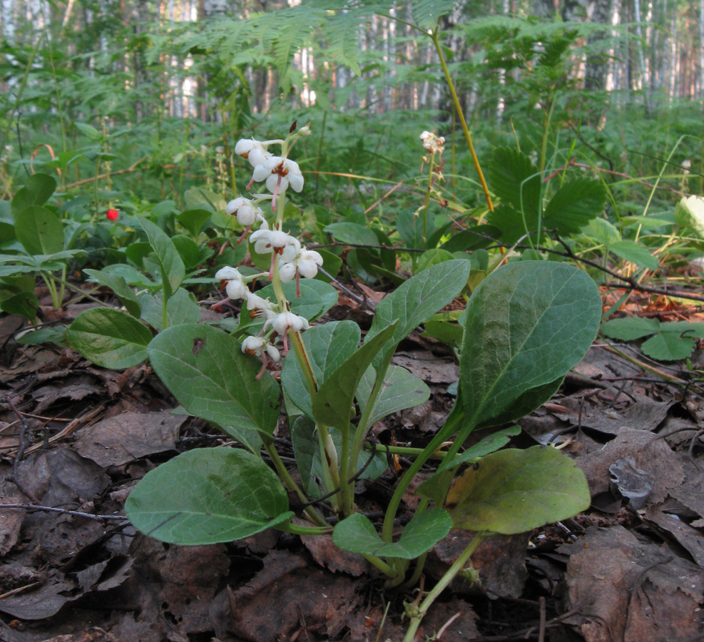 Изображение особи Pyrola rotundifolia.