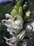 Pedicularis sibirica