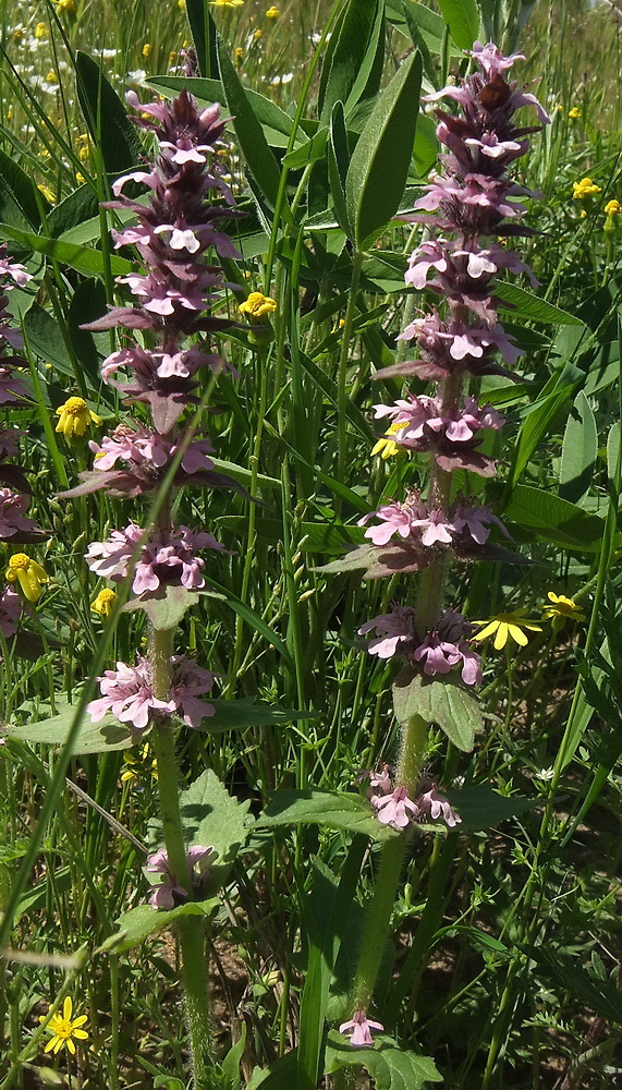 Image of Ajuga genevensis specimen.