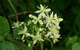 Clematis brevicaudata. Соцветие. Приморский край, Шкотовский р-н, окр. с. Романовка, левый берег р. Суходол, опушка долинного леса. 13.07.2014.