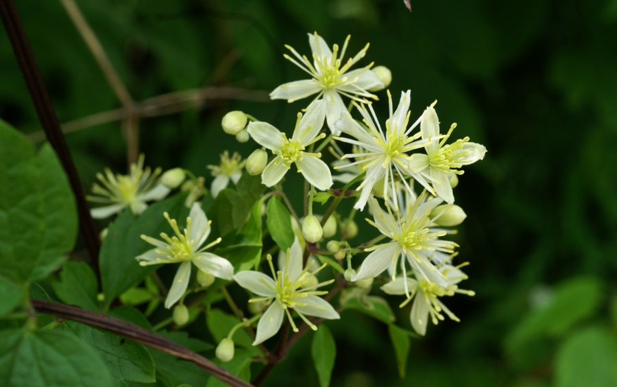 Image of Clematis brevicaudata specimen.