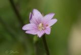 Epilobium tetragonum