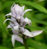 Hosta plantaginea