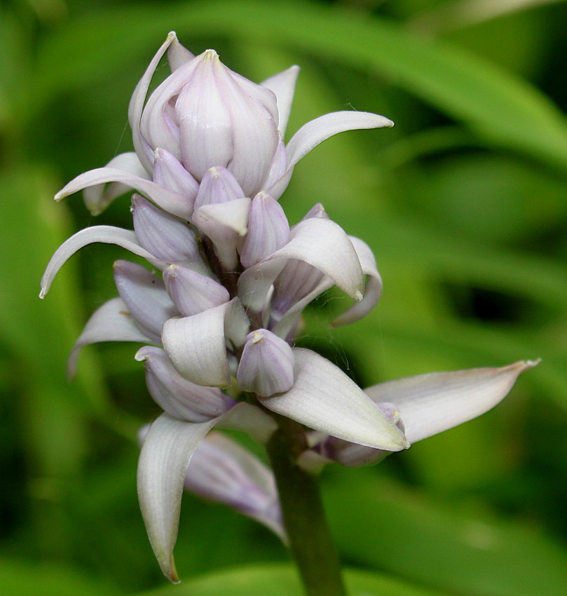 Image of Hosta plantaginea specimen.