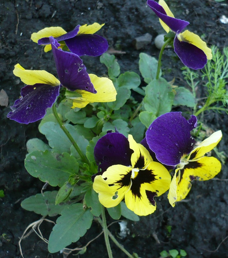 Image of Viola wittrockiana specimen.