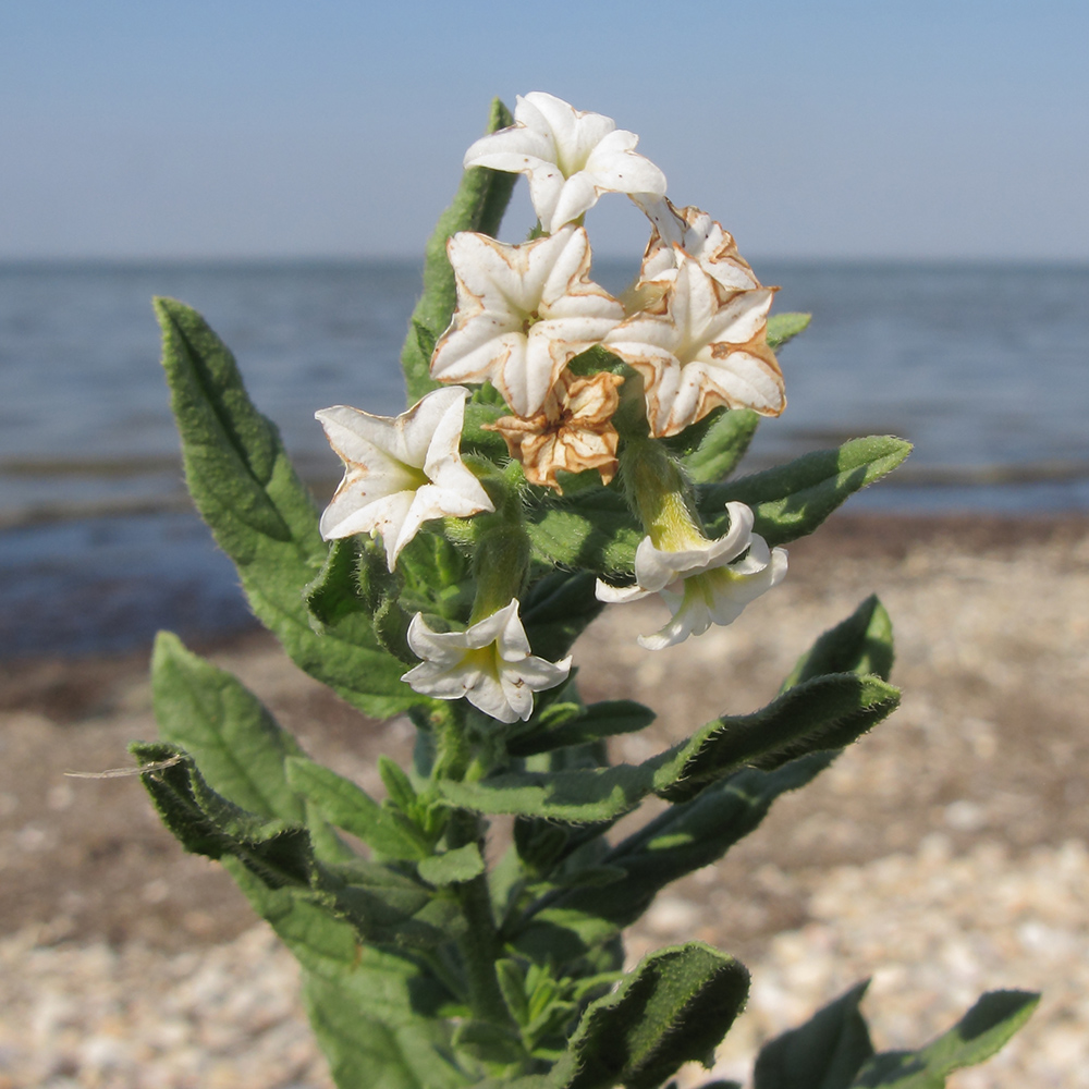 Image of Argusia sibirica specimen.