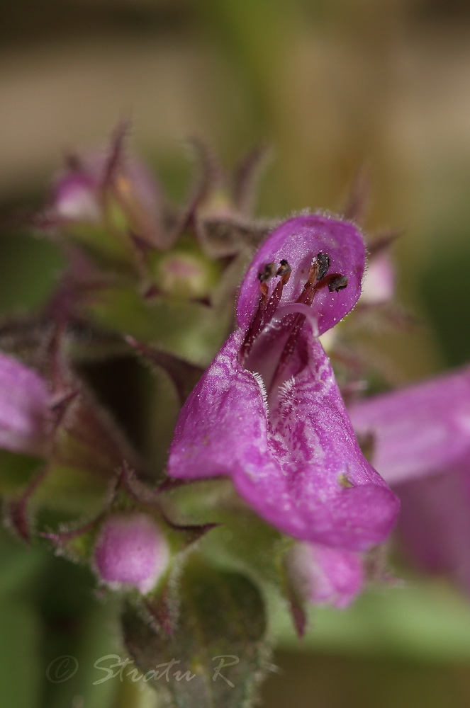 Изображение особи Stachys palustris.