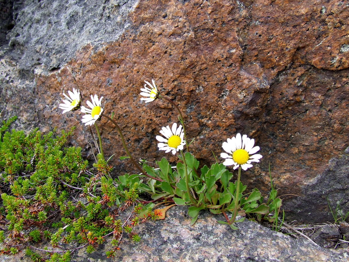 Изображение особи Arctanthemum hultenii.