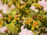 Euphorbia seguieriana. Часть соцветия с завязями плодов. Украина, Одесская обл., берег Днестровского лимана. 15 августа 2014 г.