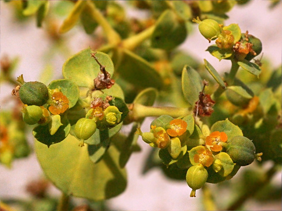 Изображение особи Euphorbia seguieriana.