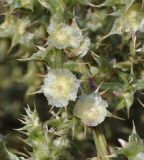 Salsola pontica. Часть побега с цветками. Греция, Халкидики, окр. с. Неа Потидеа (Νέα Ποτίδαια), берег периодически пересыхающей приморской заболоченной низины.