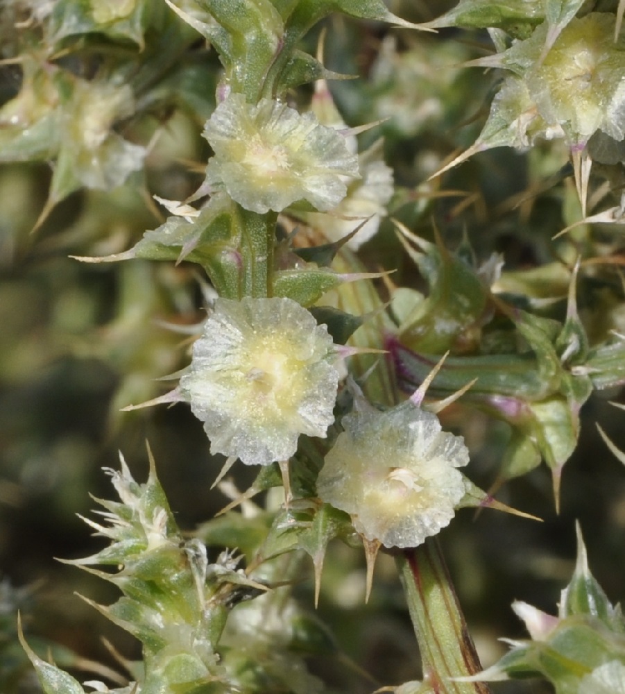 Изображение особи Salsola pontica.