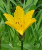 Hemerocallis middendorffii. Цветок. Владивосток, сопка над Ботаническим садом. 02.06.2008.