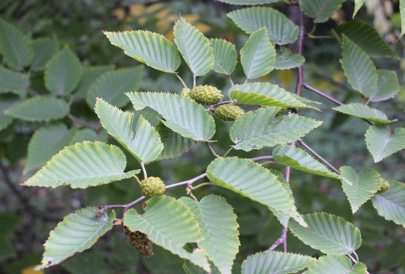 Image of Betula lenta specimen.