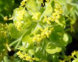 Cruciata taurica