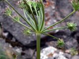 Pimpinella saxifraga