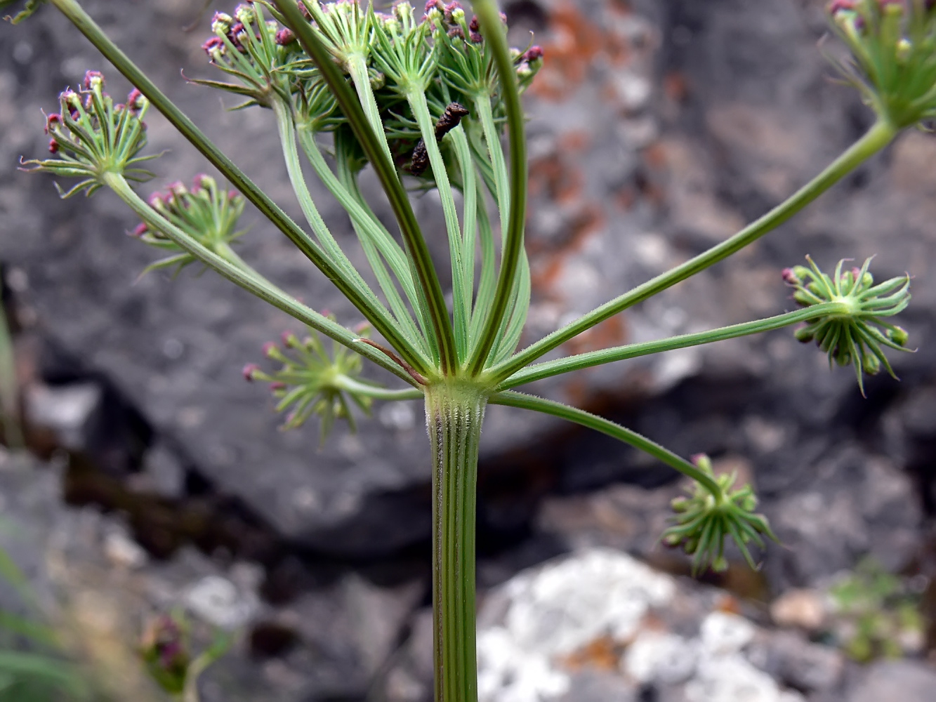 Image of Pimpinella saxifraga specimen.