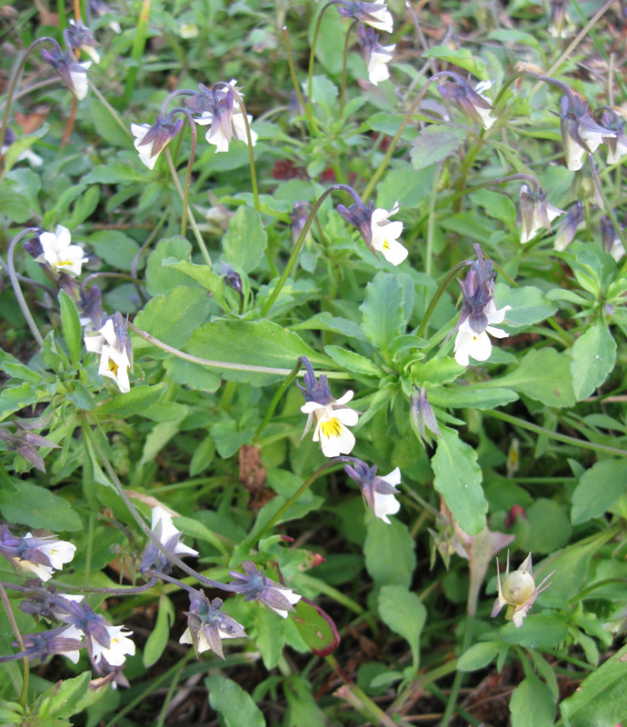 Image of Viola arvensis specimen.