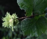 Corylus avellana