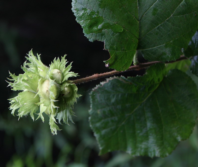 Image of Corylus avellana specimen.