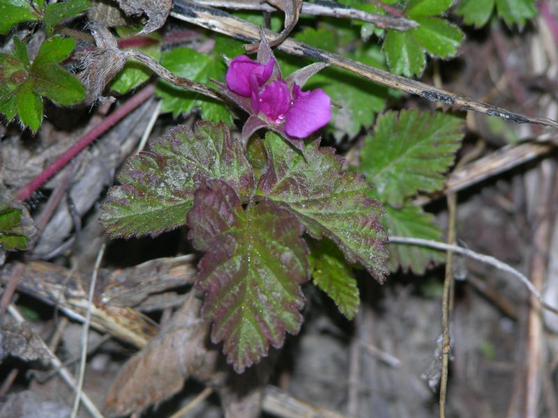 Изображение особи Rubus arcticus.