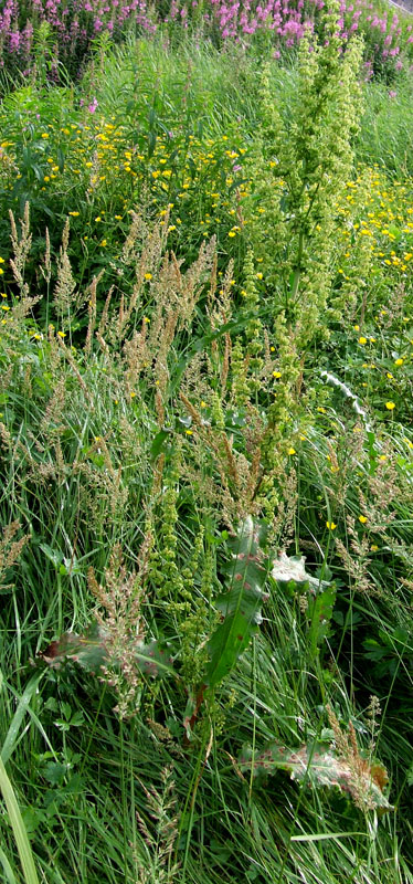 Image of Rumex longifolius specimen.