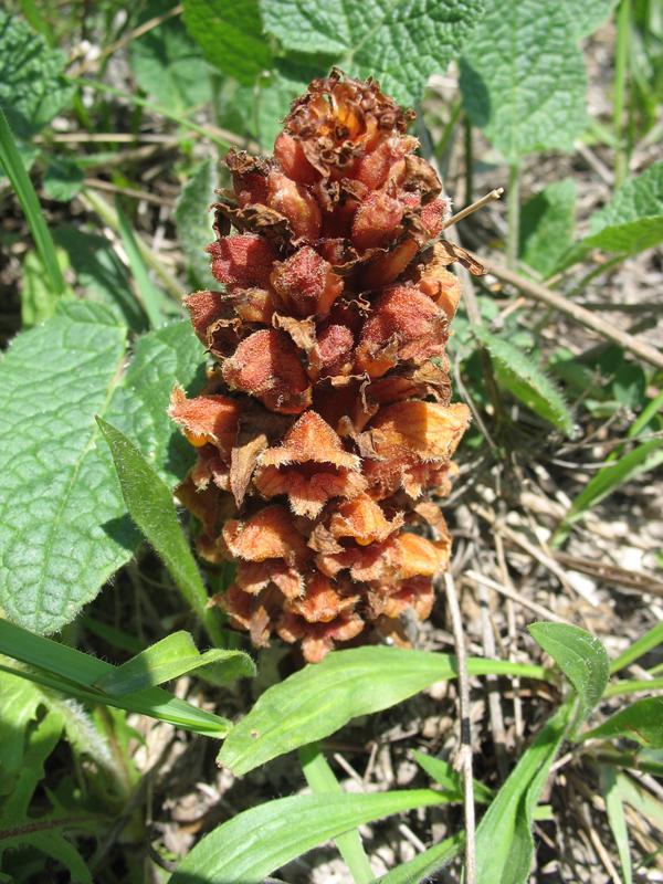 Изображение особи Orobanche colorata.