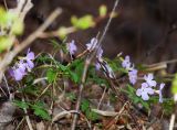 Cardamine altaica