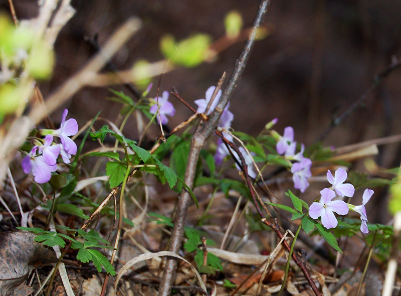 Image of Cardamine altaica specimen.