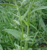 Lycopsis orientalis