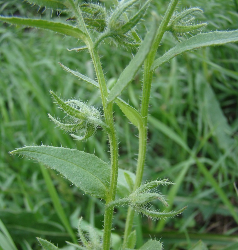 Image of Lycopsis orientalis specimen.