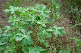 Alcea rugosa. Верхушка растения с бутонами. Краснодарский край, окр. Новороссийска, обочина дороги в урочище \"Дюрсо\" недалеко от Абрау-Дюрсо. 03.06.2009.