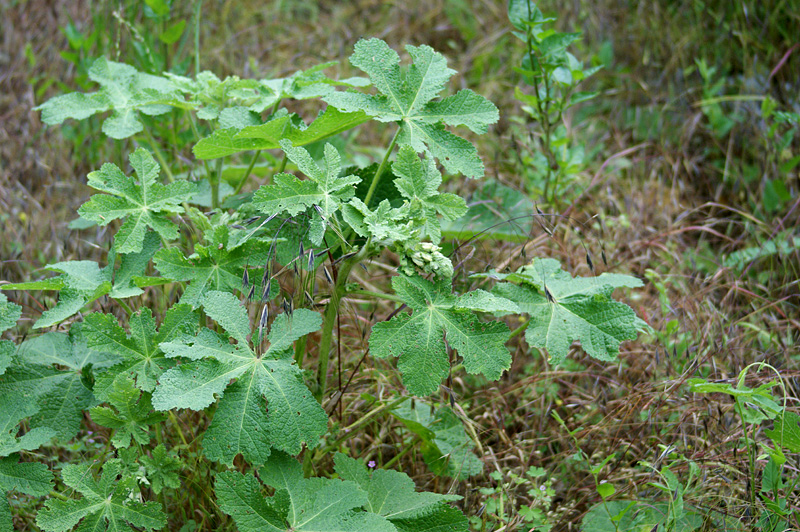 Изображение особи Alcea rugosa.