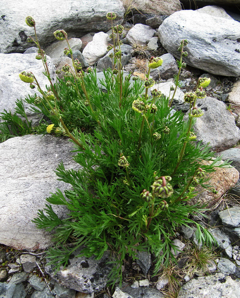 Изображение особи Artemisia norvegica.